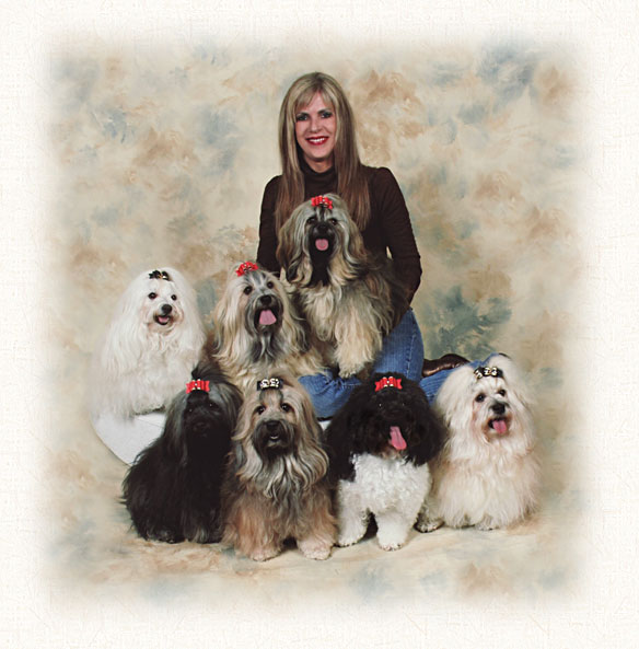 akc havanese puppies for sale