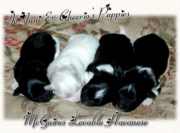 JoAnni Havanese Puppies