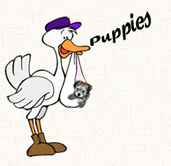 Puppies are Coming! December 2007