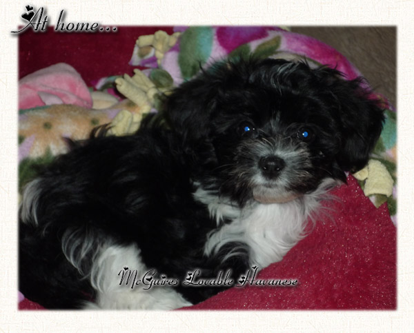 woodland havanese puppies salsa s havanese puppies 3 14 2011 mcguire s lovable havanese woodland havanese puppies salsa s havanese puppies 3 14 2011 mcguire s lovable havanese