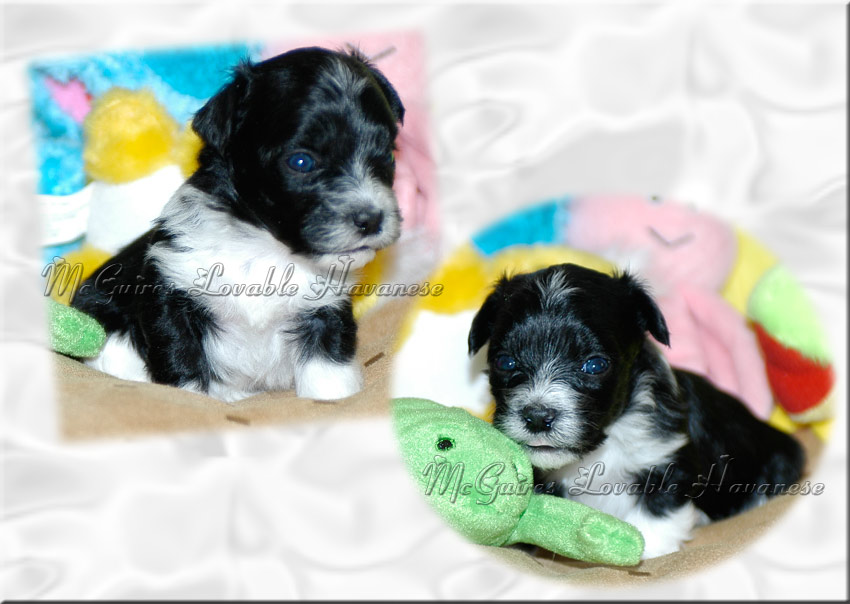 woodland havanese puppies salsa s havanese puppies 3 14 2011 mcguire s lovable havanese woodland havanese puppies salsa s havanese puppies 3 14 2011 mcguire s lovable havanese