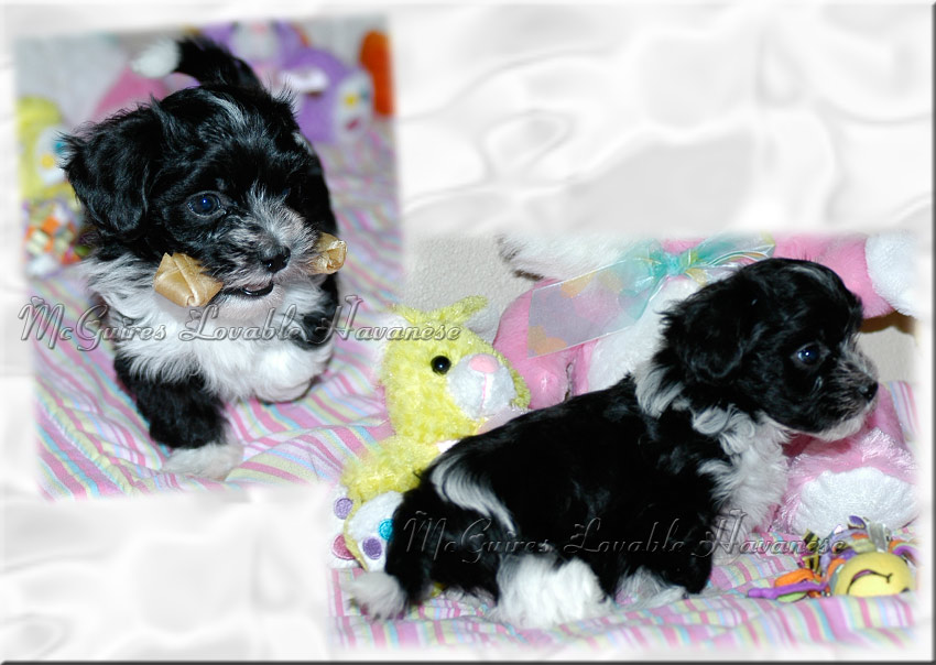 woodland havanese puppies salsa s havanese puppies 3 14 2011 mcguire s lovable havanese woodland havanese puppies salsa s havanese puppies 3 14 2011 mcguire s lovable havanese