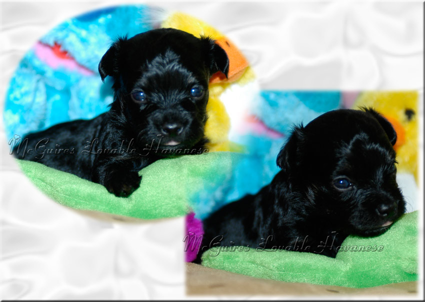 woodland havanese puppies salsa s havanese puppies 3 14 2011 mcguire s lovable havanese woodland havanese puppies salsa s havanese puppies 3 14 2011 mcguire s lovable havanese
