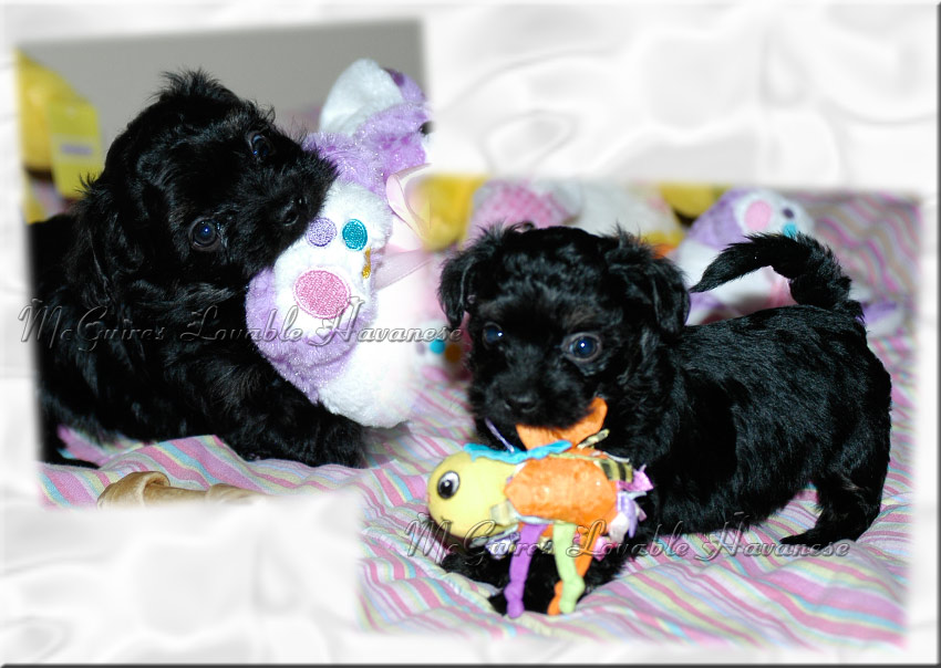 woodland havanese puppies salsa s havanese puppies 3 14 2011 mcguire s lovable havanese woodland havanese puppies salsa s havanese puppies 3 14 2011 mcguire s lovable havanese