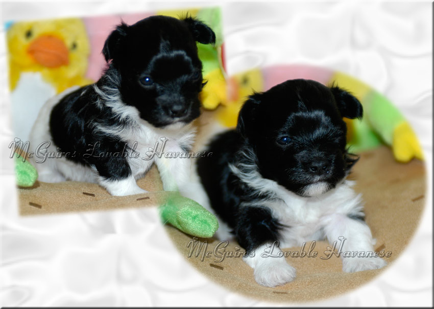 woodland havanese puppies salsa s havanese puppies 3 14 2011 mcguire s lovable havanese woodland havanese puppies salsa s havanese puppies 3 14 2011 mcguire s lovable havanese