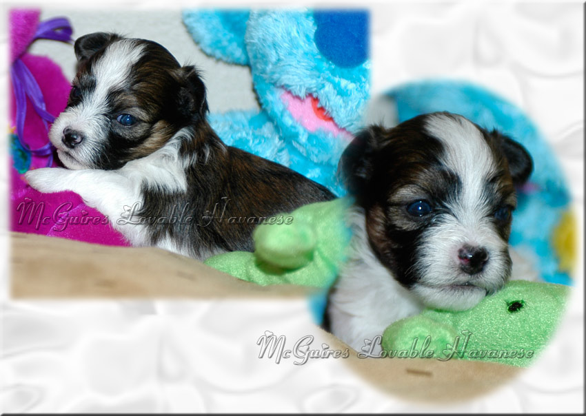 woodland havanese puppies salsa s havanese puppies 3 14 2011 mcguire s lovable havanese woodland havanese puppies salsa s havanese puppies 3 14 2011 mcguire s lovable havanese