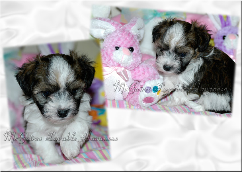 woodland havanese puppies salsa s havanese puppies 3 14 2011 mcguire s lovable havanese woodland havanese puppies salsa s havanese puppies 3 14 2011 mcguire s lovable havanese