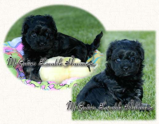 Bear: Havanese Puppy