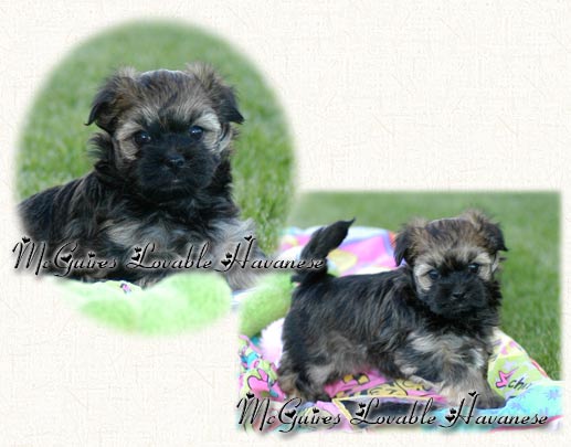 ChaCha Havanese Puppy