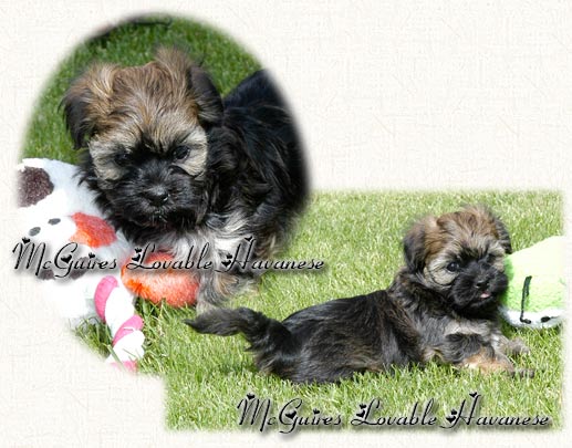 ChaCha Havanese Puppy