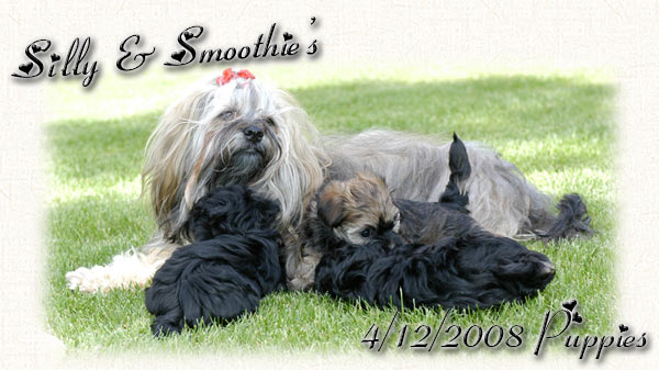 Silly & Smoothie Havanese Puppies Born 4/12/2008