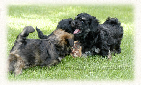 Havanese Puppies Playing in the Grass