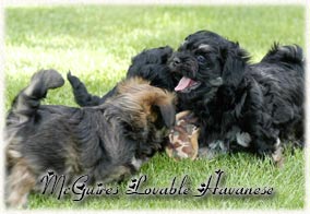 Silly's Havanese Puppies