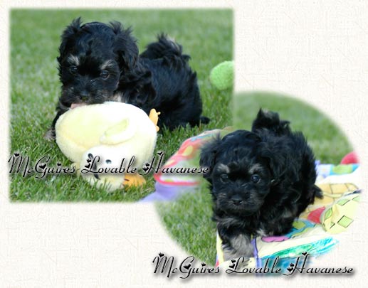 Slick: Havanese Puppy