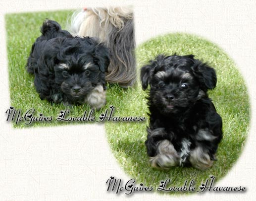 Slick: Havanese Puppy