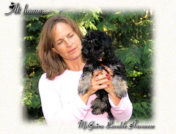 Slick : Havanese Puppy at Home