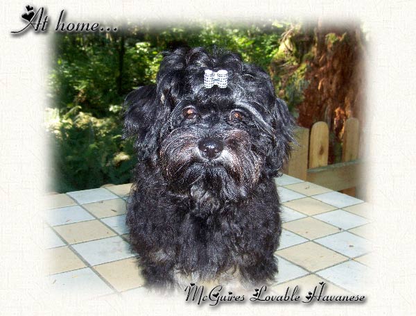 Slick : Havanese Puppy at Home